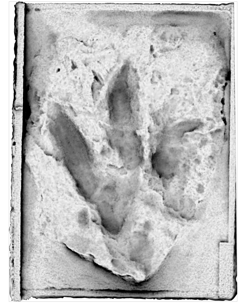 Cast of fossil footprint of Triassic dinosaur found in Australia in the 1960s