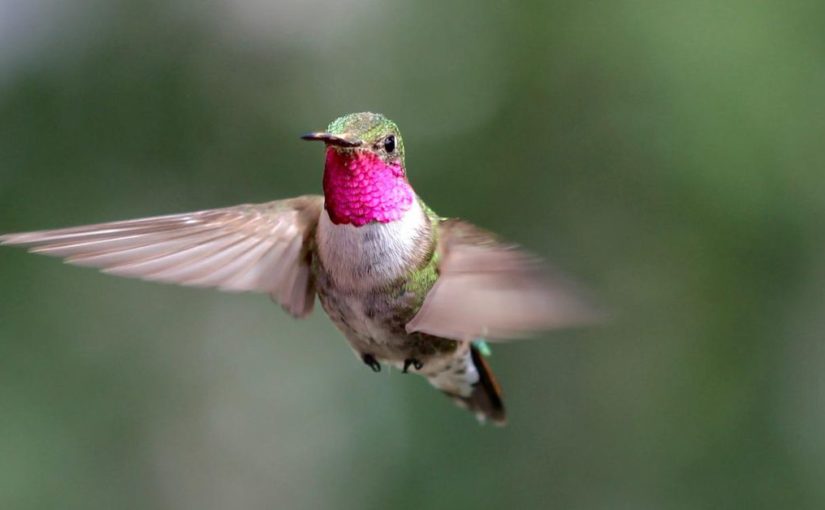 Hummingbirds can see colors we can’t even imagine