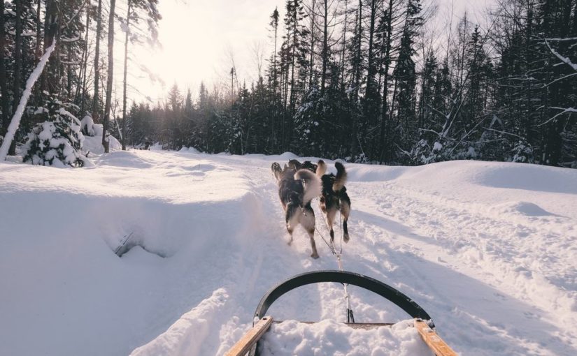 Humans have partnered with sled dogs for 9,500 years