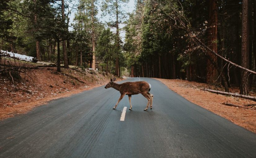 Less roadkill during the pandemic could translate to more deer down the road
