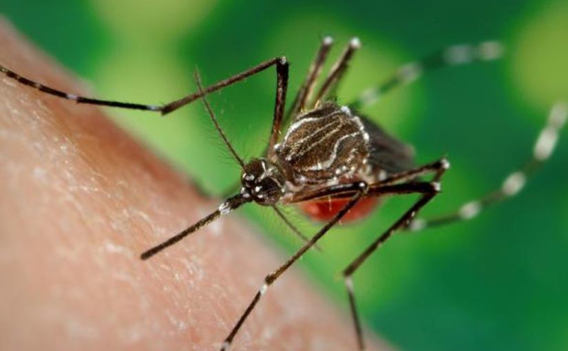 Evolution made mosquitos into stealthy, sensitive vampires